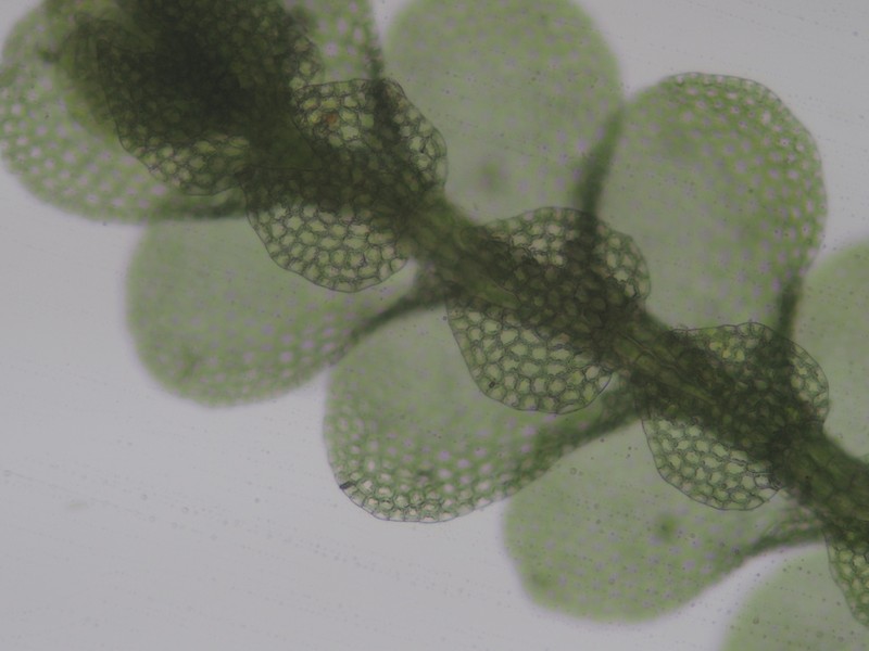 Lejeunea flava photo 8