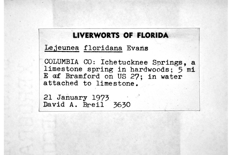 Lejeunea floridana photo 2