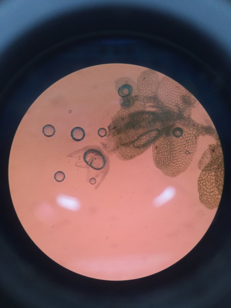 Lejeunea glaucescens