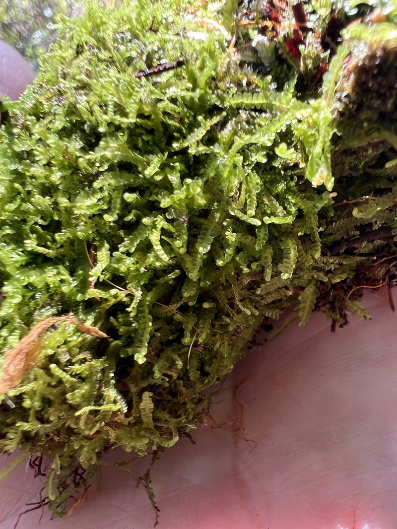 Lejeunea glaucescens photo 3