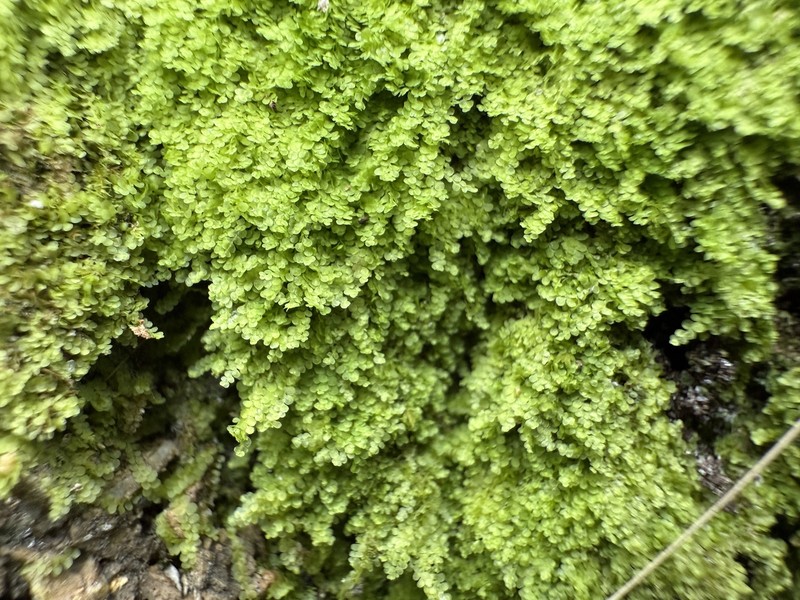 Lejeunea glaucescens photo 4