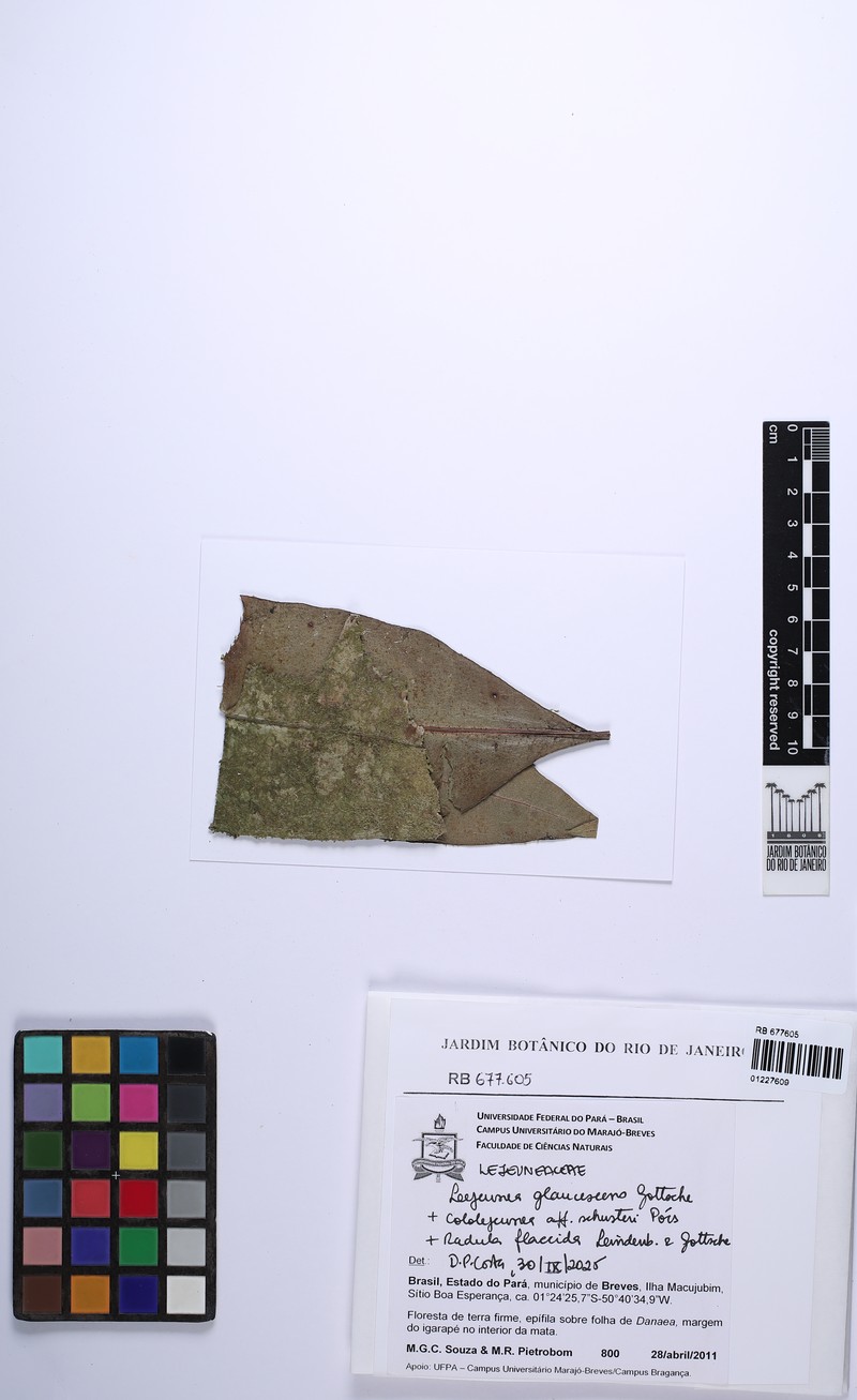 Lejeunea glaucescens photo 5