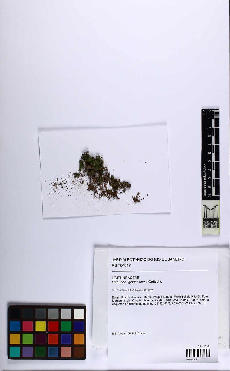 Lejeunea glaucescens photo 6