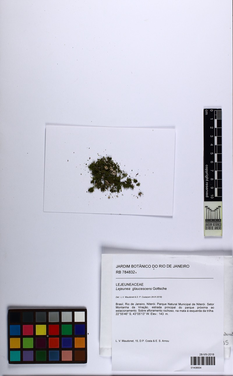 Lejeunea glaucescens photo 7