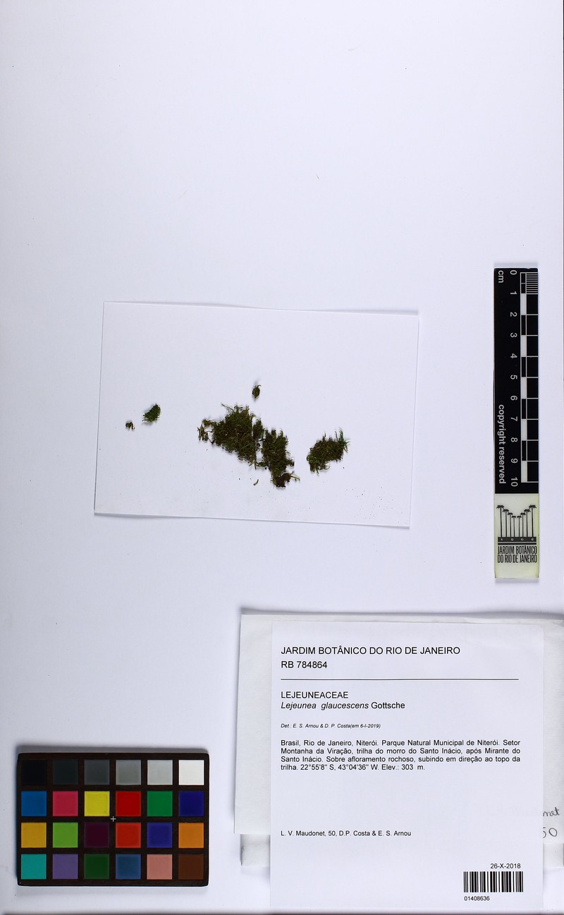 Lejeunea glaucescens photo 8