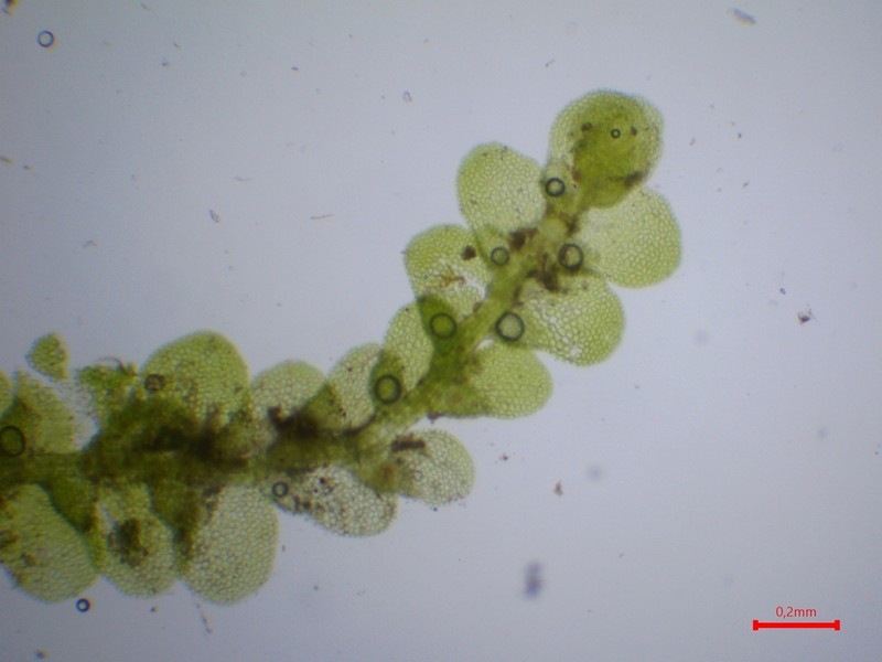 Lejeunea lamacerina