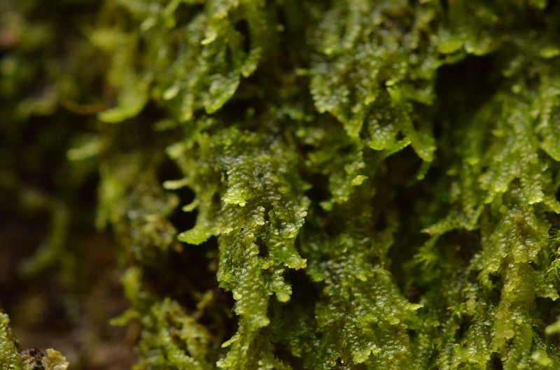 Lejeunea lamacerina photo 2