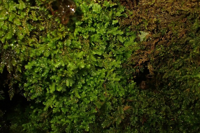 Lejeunea lamacerina photo 6