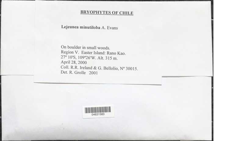 Lejeunea minutiloba
