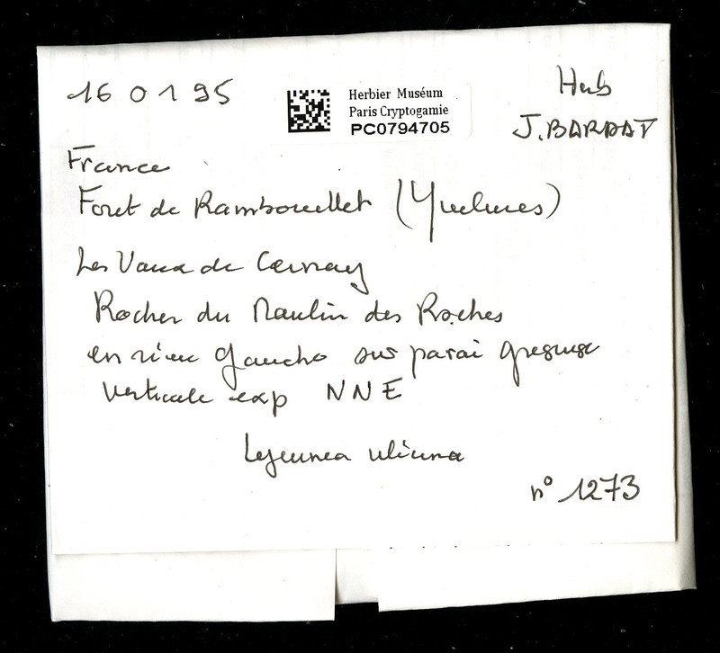 Lejeunea ulicina photo 4