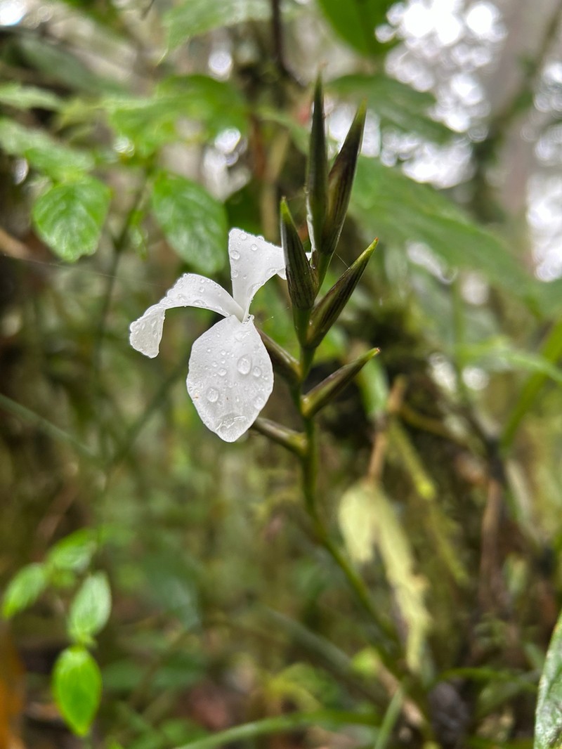 Lemeltonia acosta-solisii