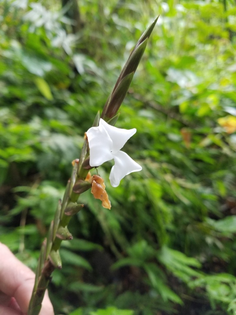 Lemeltonia acosta-solisii photo 2