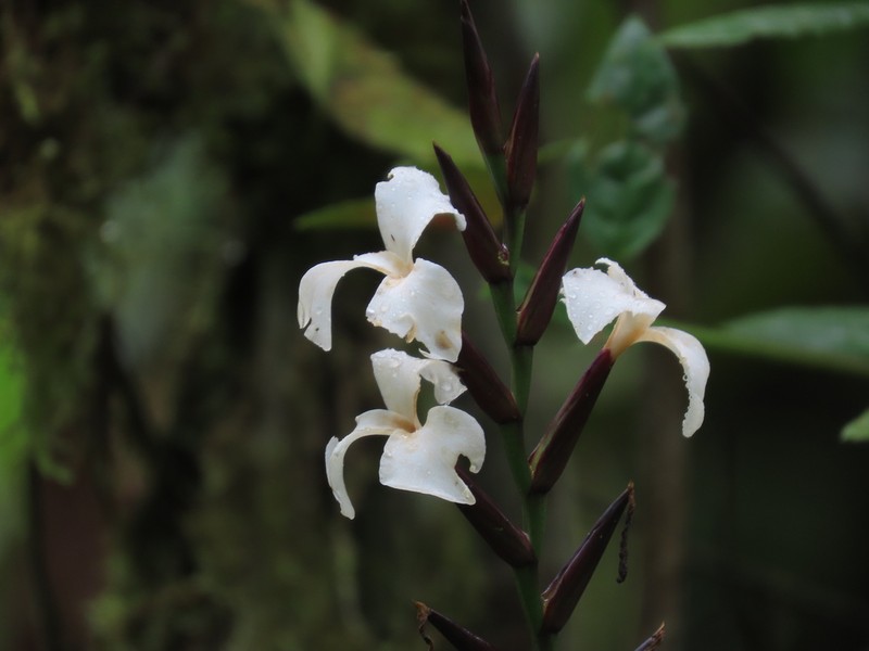 Lemeltonia acosta-solisii photo 3