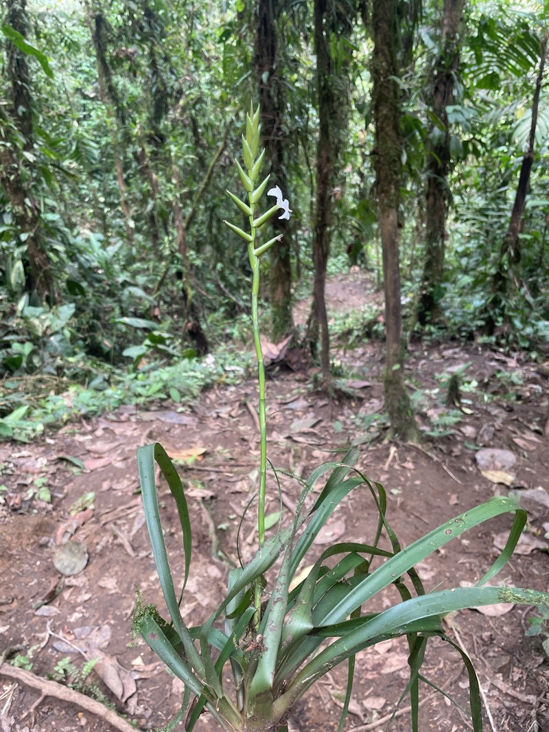 Lemeltonia acosta-solisii photo 5