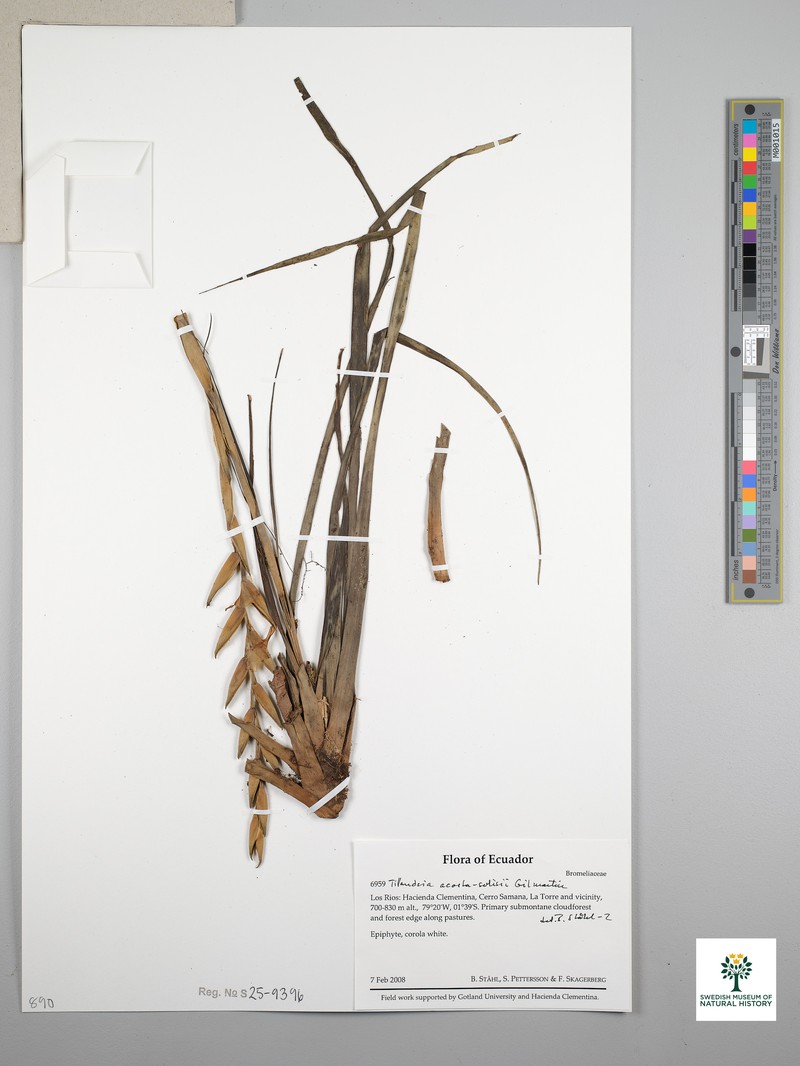 Lemeltonia acosta-solisii photo 8