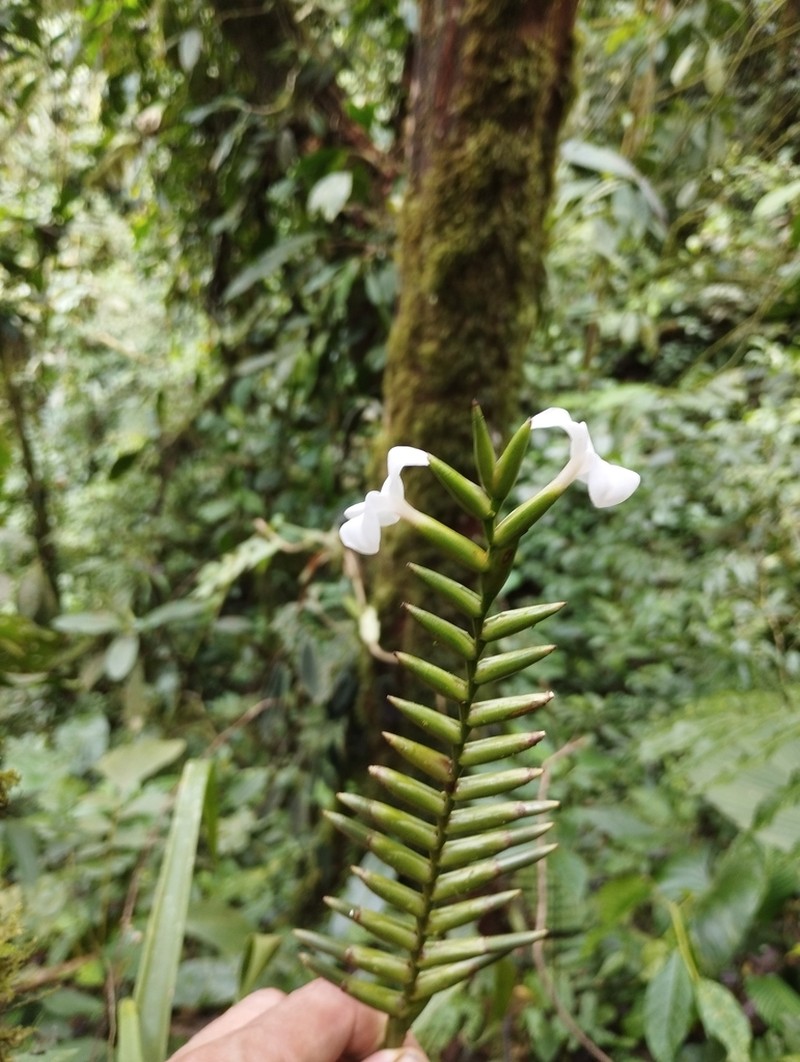 Lemeltonia cornuta