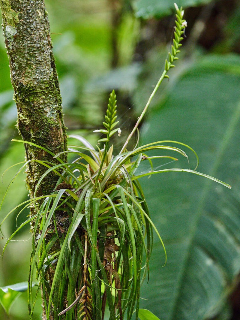 Lemeltonia cornuta photo 2