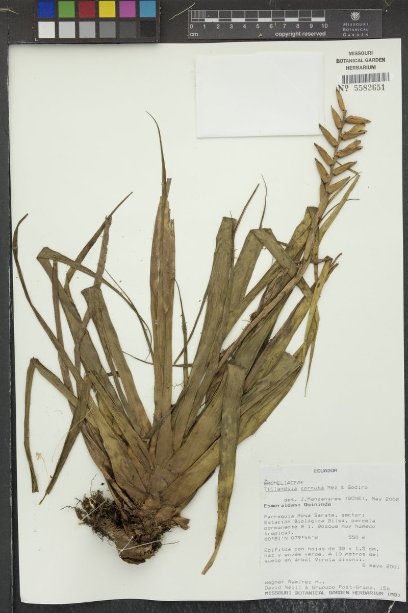 Lemeltonia cornuta photo 3