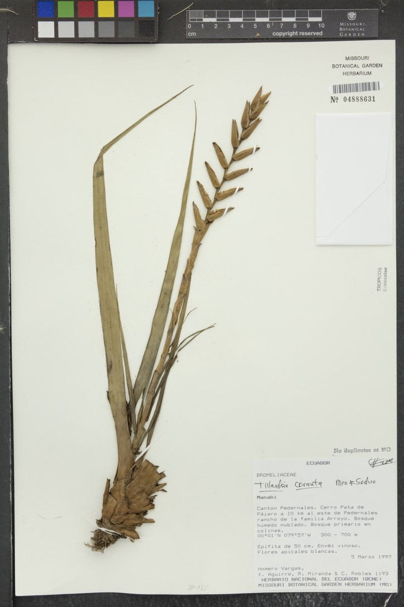 Lemeltonia cornuta photo 5