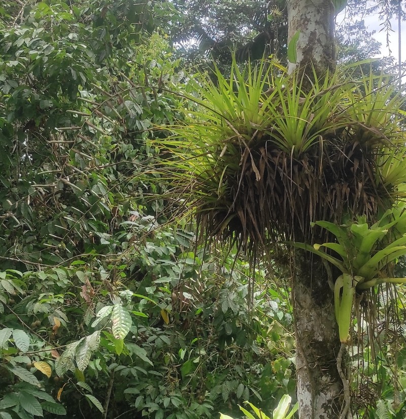 Lemeltonia dodsonii