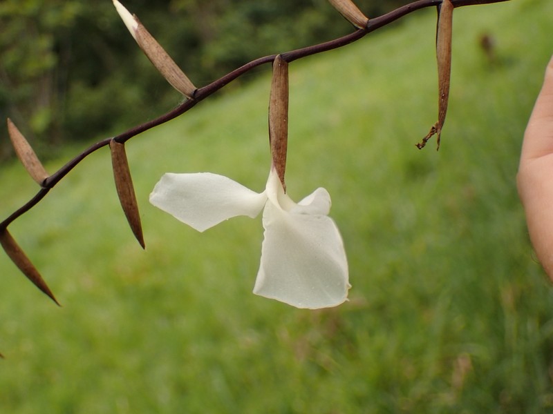 Lemeltonia dodsonii photo 2