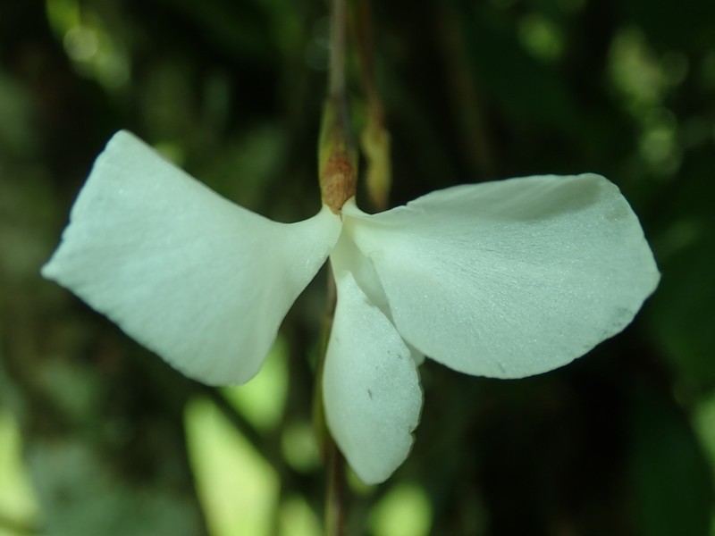 Lemeltonia dodsonii photo 4