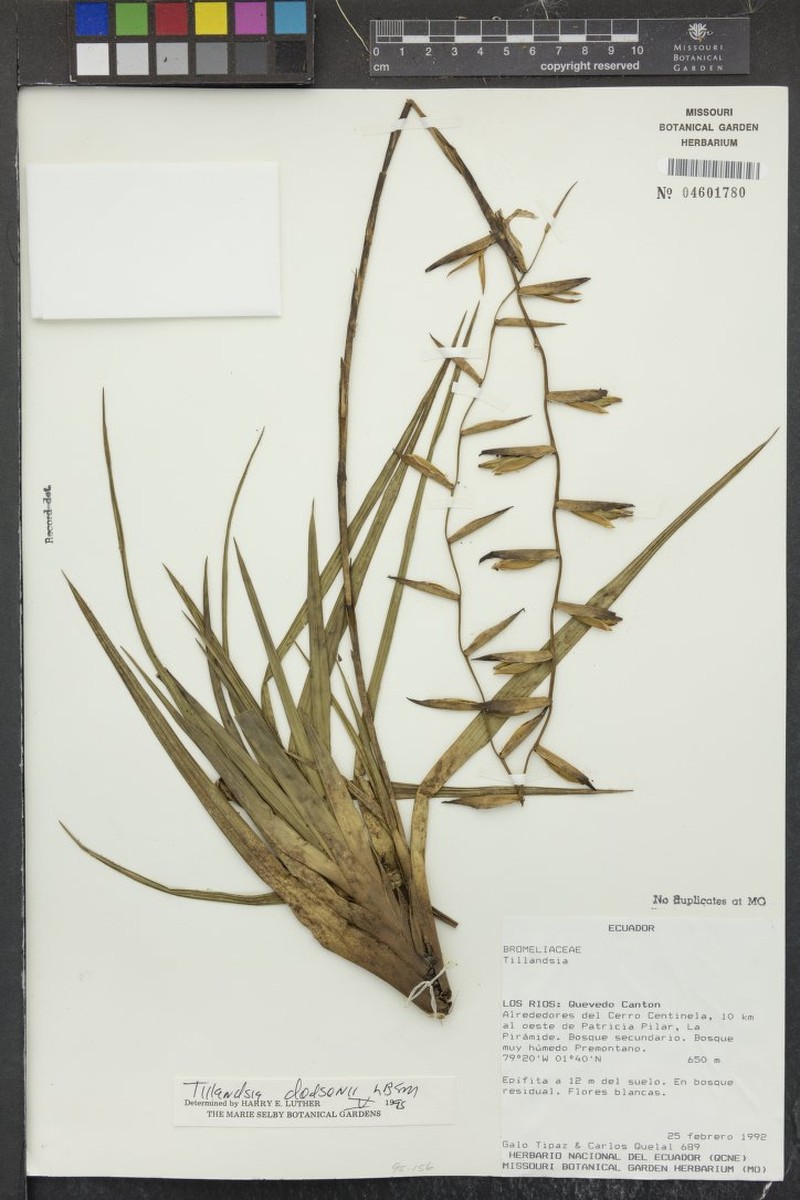 Lemeltonia dodsonii photo 5