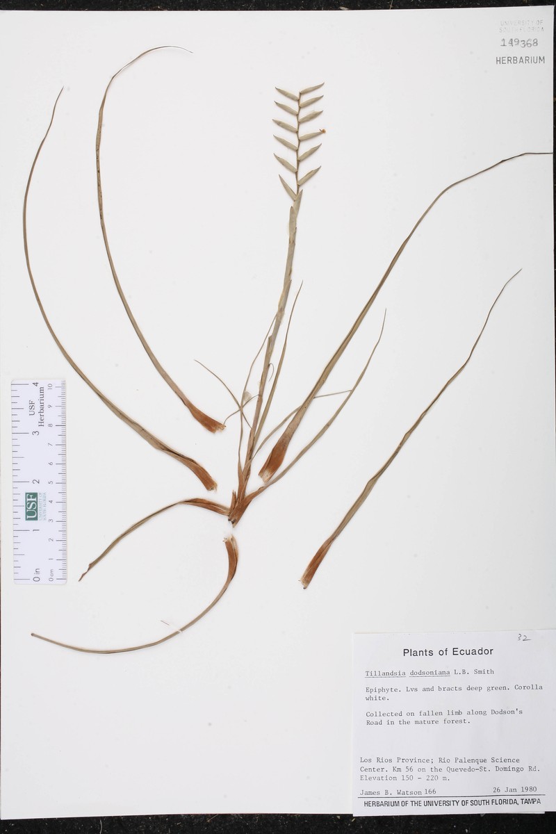 Lemeltonia dodsonii photo 6