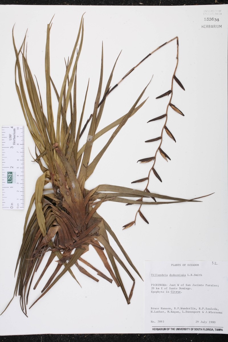 Lemeltonia dodsonii photo 8