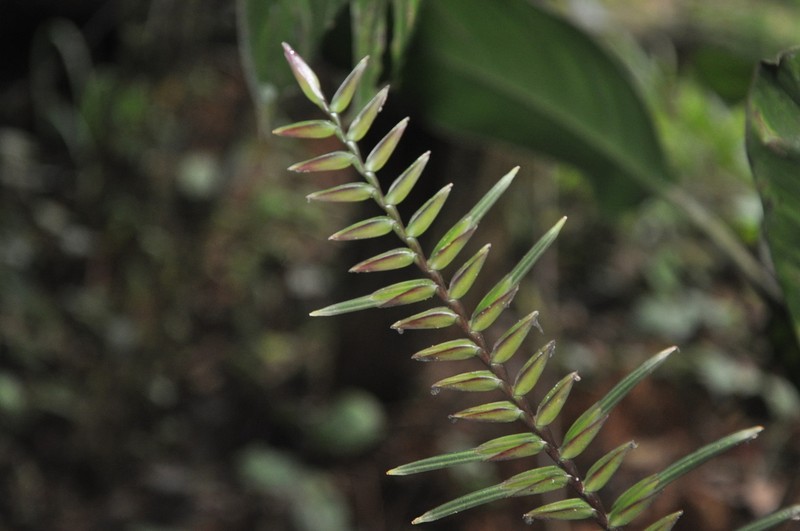 Lemeltonia monadelpha