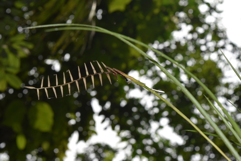 Lemeltonia narthecioides