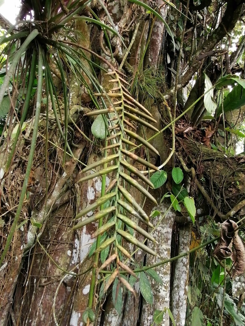 Lemeltonia narthecioides photo 2