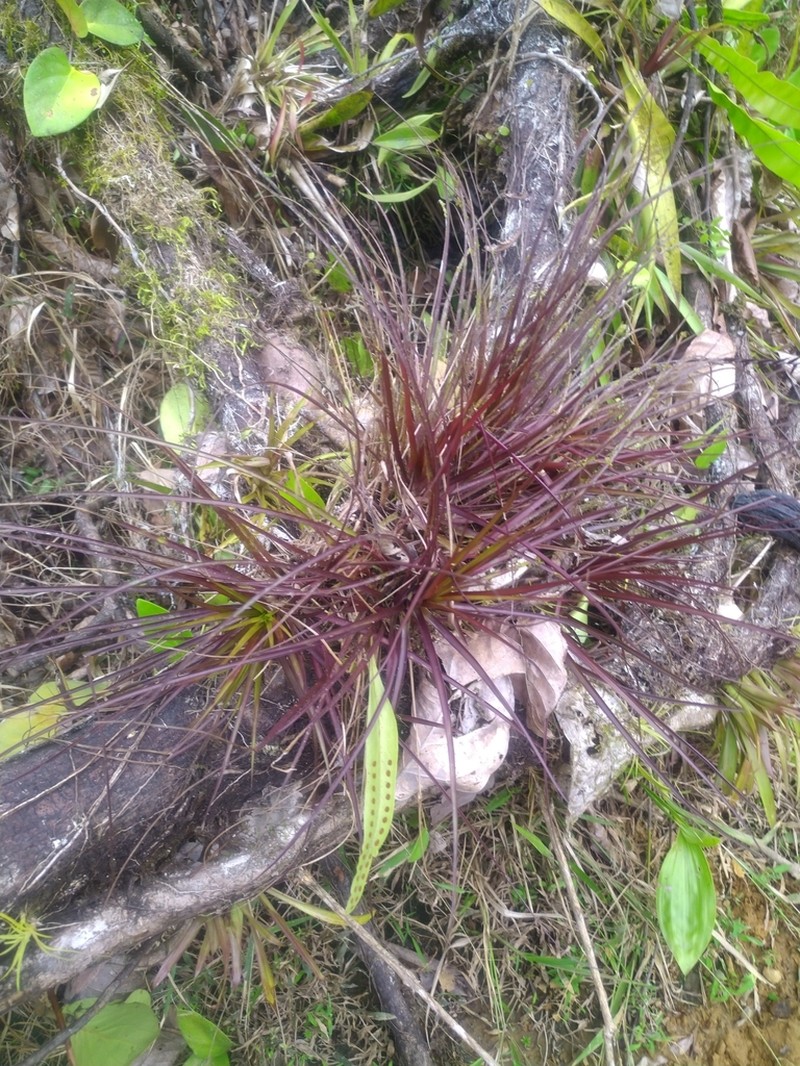 Lemeltonia narthecioides photo 3