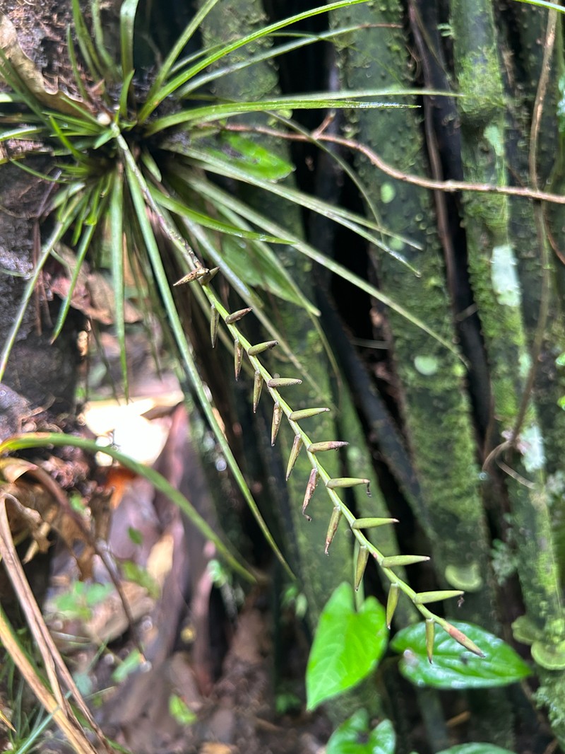Lemeltonia narthecioides photo 4