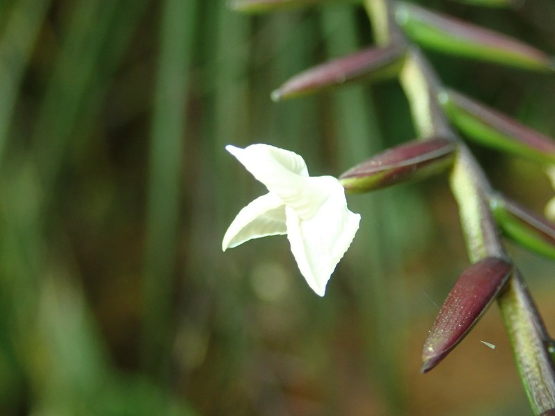 Lemeltonia narthecioides photo 5