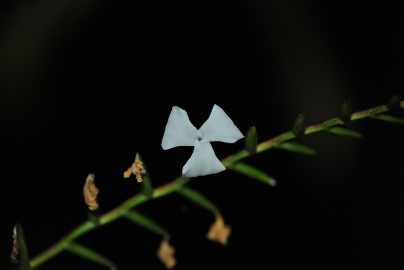 Lemeltonia narthecioides photo 6