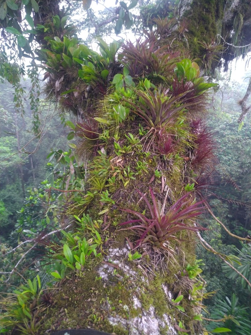 Lemeltonia narthecioides photo 8