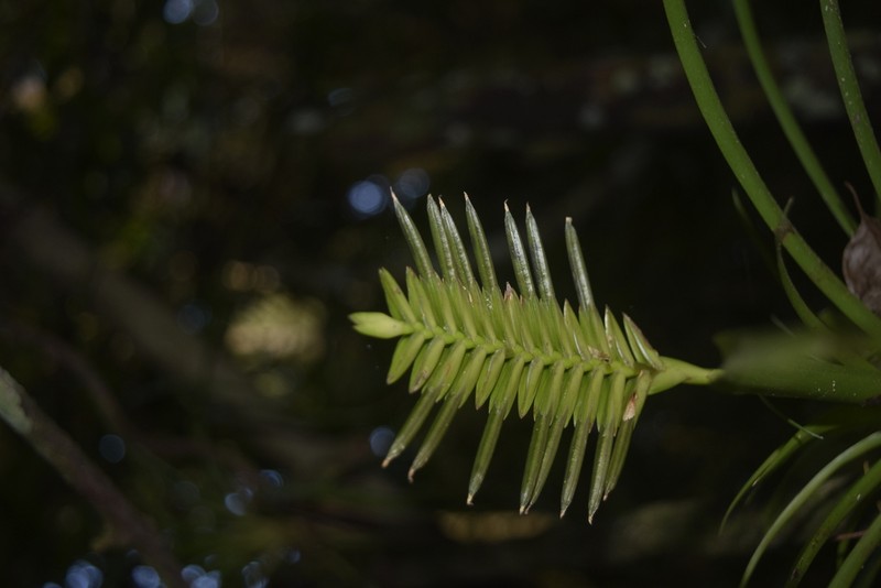 Lemeltonia scaligera