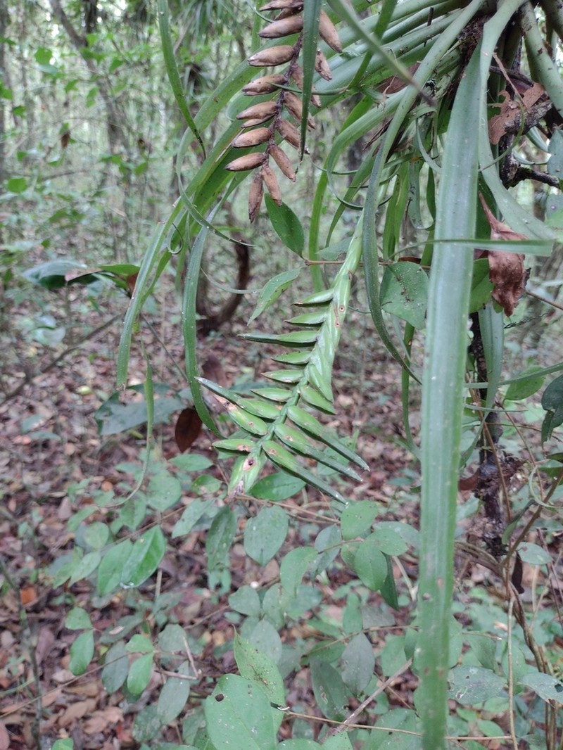 Lemeltonia scaligera photo 2