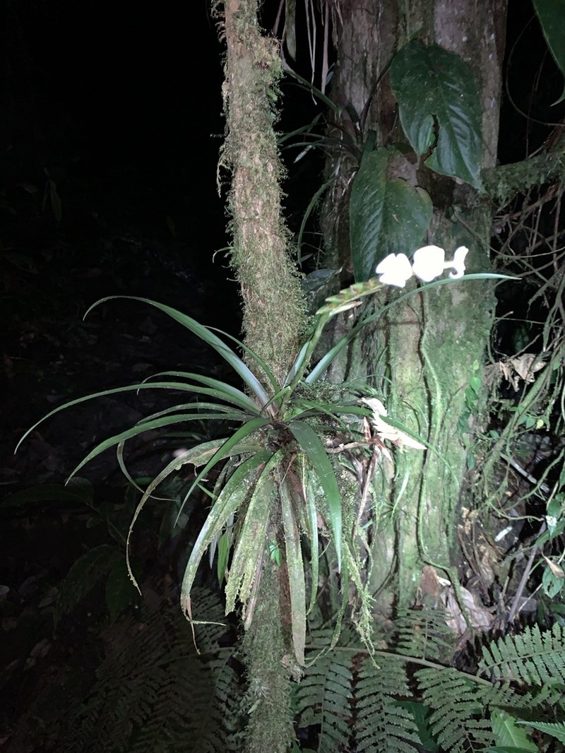 Lemeltonia scaligera photo 3