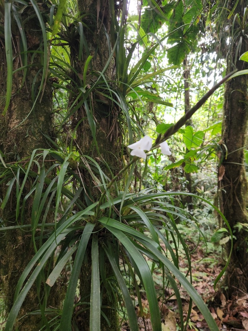 Lemeltonia scaligera photo 4