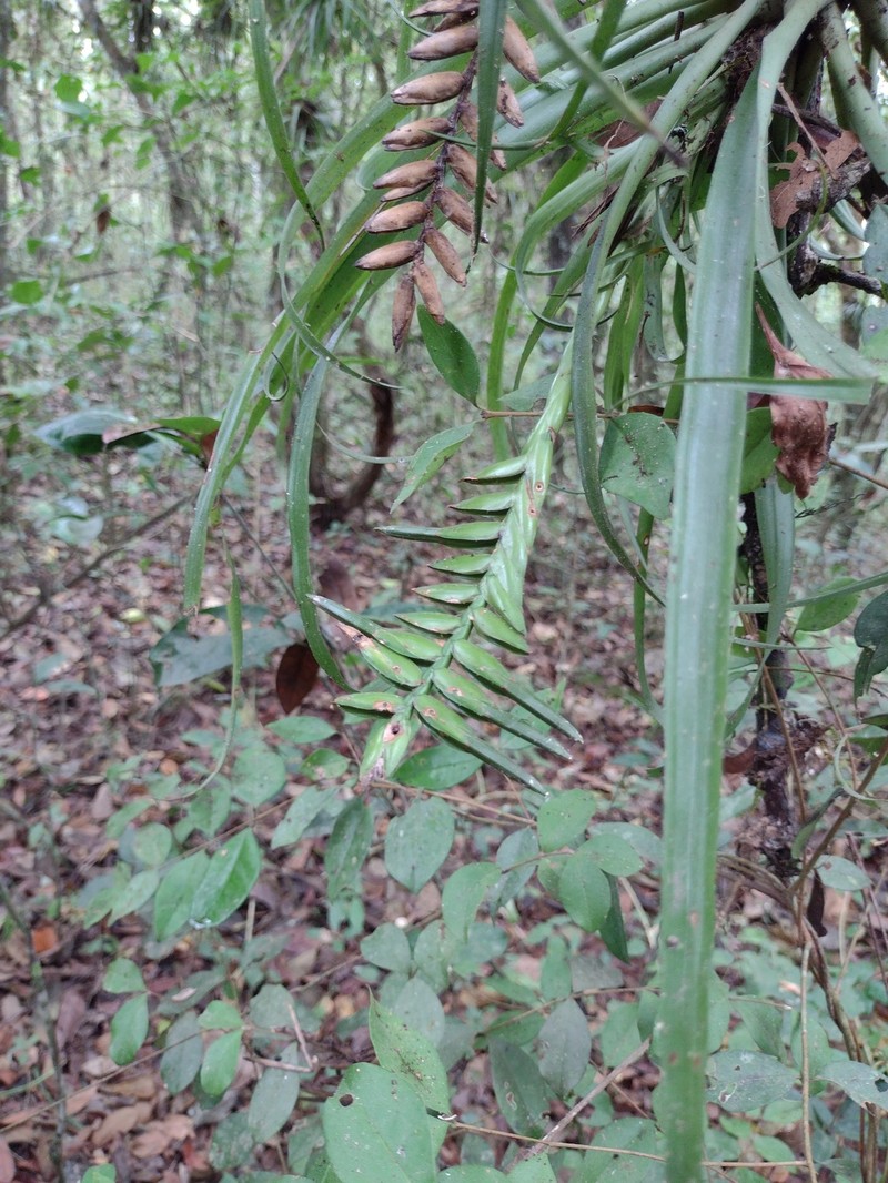 Lemeltonia scaligera photo 5
