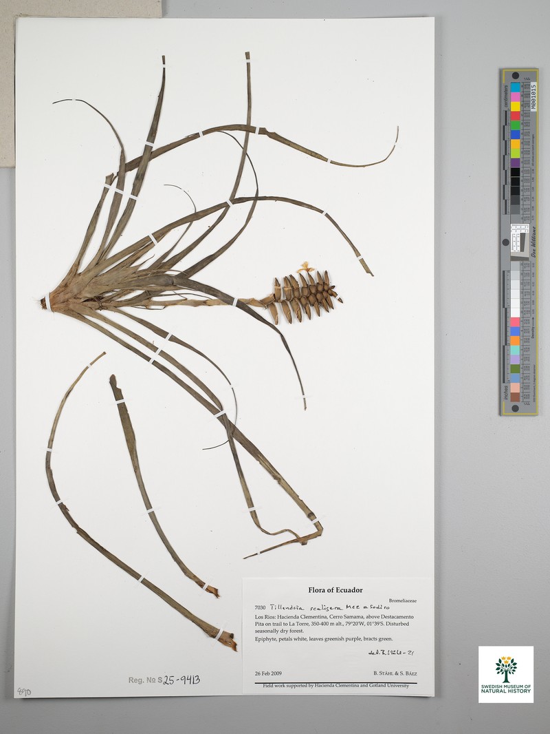 Lemeltonia scaligera photo 6