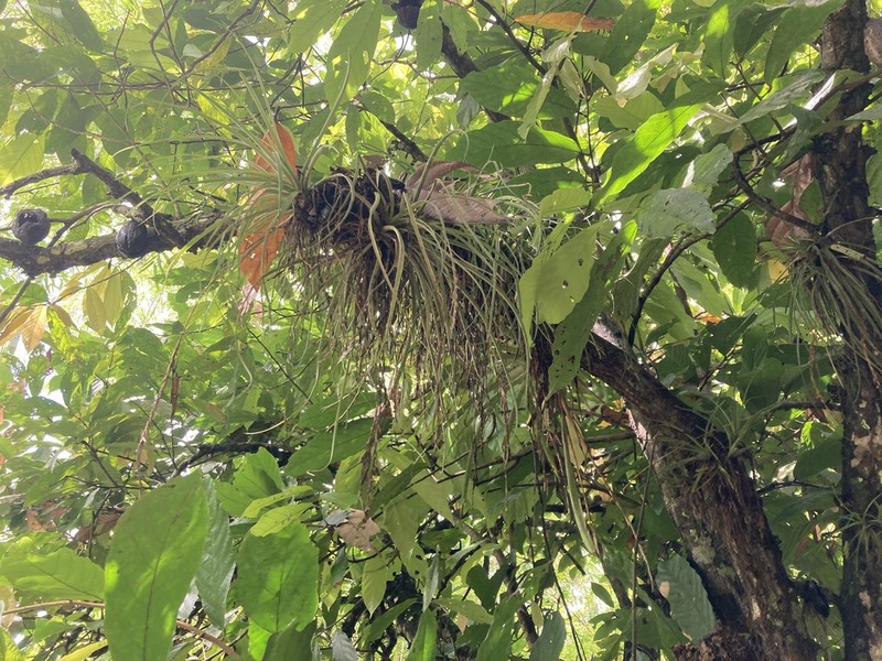 Lemeltonia triglochinoides photo 2