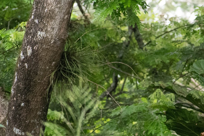 Lemeltonia triglochinoides photo 4