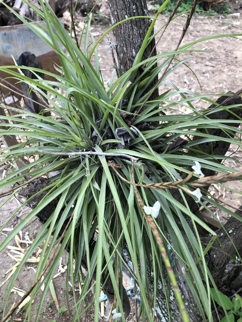 Lemeltonia triglochinoides photo 5