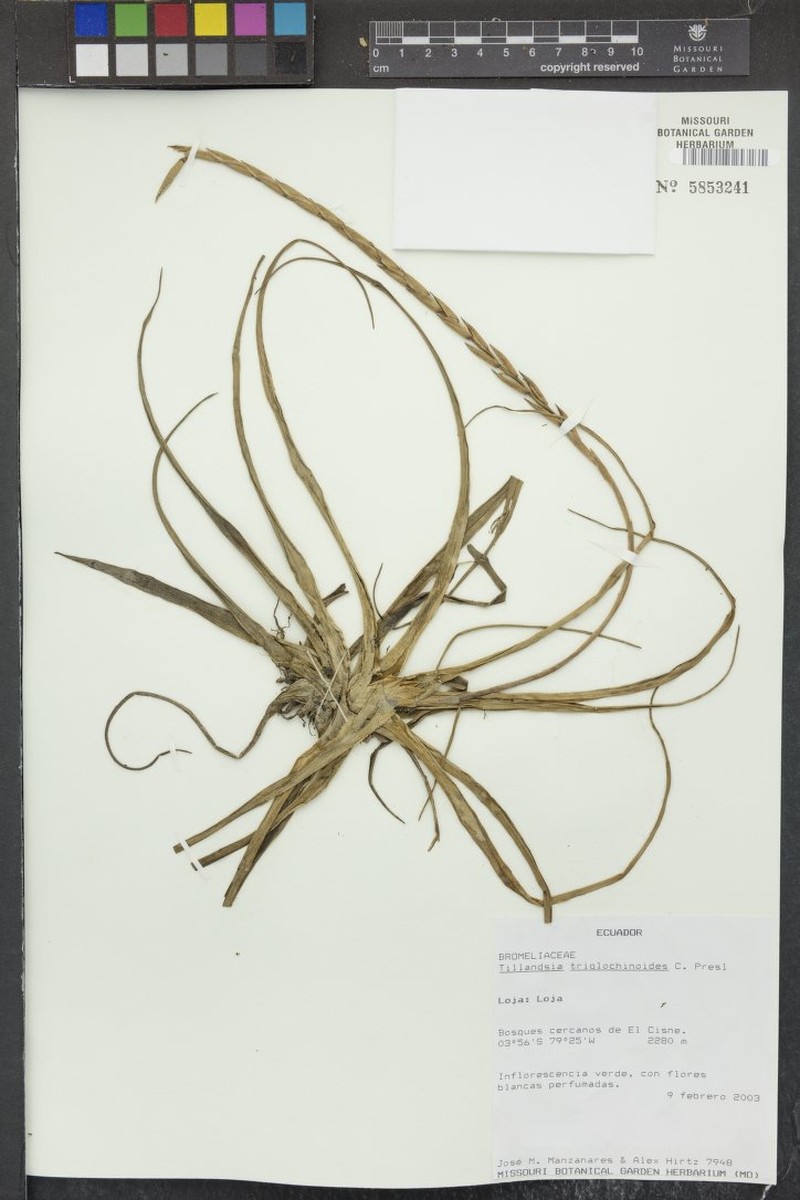 Lemeltonia triglochinoides photo 6