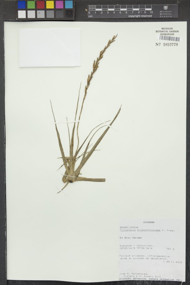 Lemeltonia triglochinoides photo 7