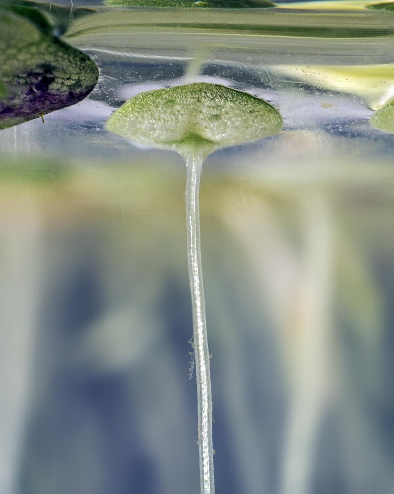Lesser Duckweed photo 2