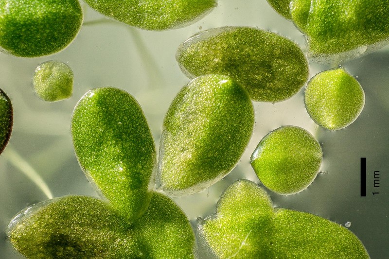 Lesser Duckweed photo 3